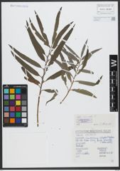 Foto von Salix viminalis L.